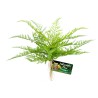 PLANTE ARTIFICELLE TERRARIUM - LACE FERN