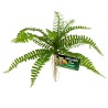 PLANTE ARTIFICIELLE TERRARIUM - SWORD FERN